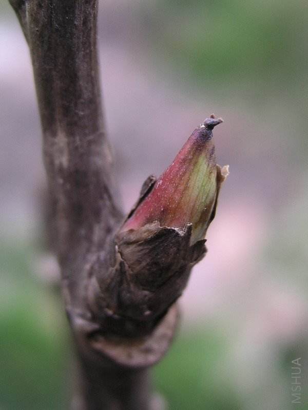 ������ѿ����