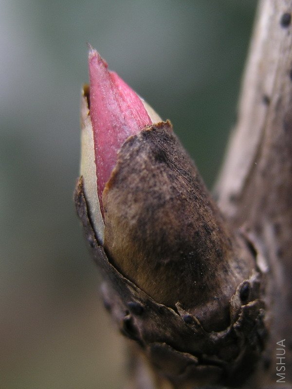 �ɴ�ӣѿ�ָ�����