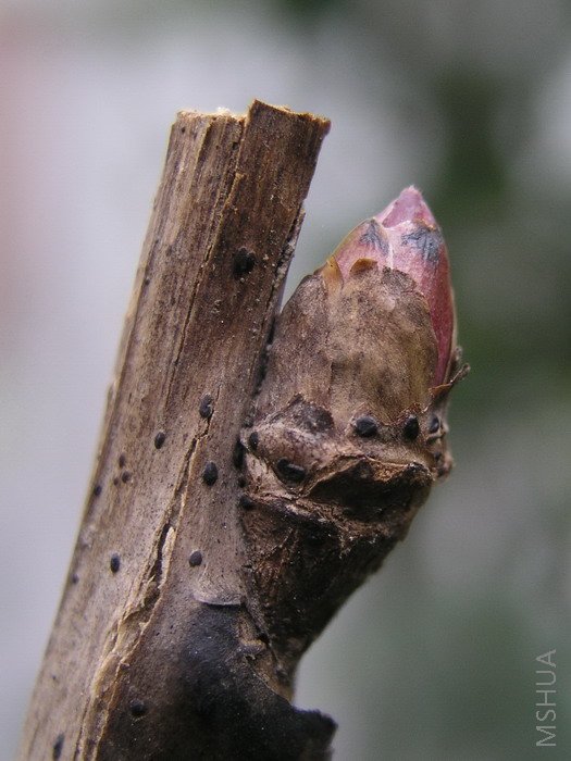 �ɴ�ӣѿ�ָ�����