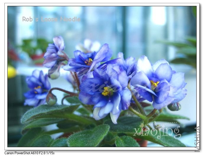 Robs Loose Noodle-3.jpg