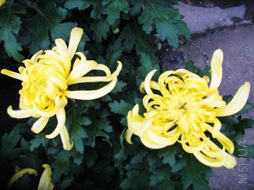 BigBull_nEO_IMG_��Ƭ 082.jpg