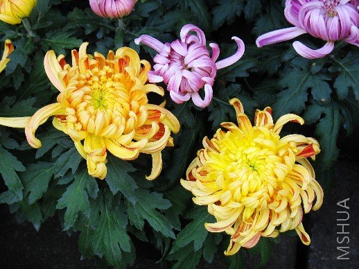 BigBull_nEO_IMG_��Ƭ 068.jpg