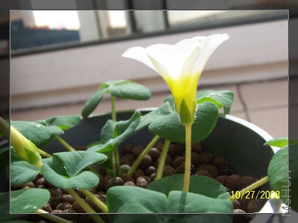 oxalis taru f.jpg