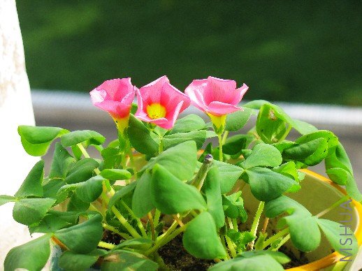 BigBull_nEO_IMG_��Ƭ 055.jpg