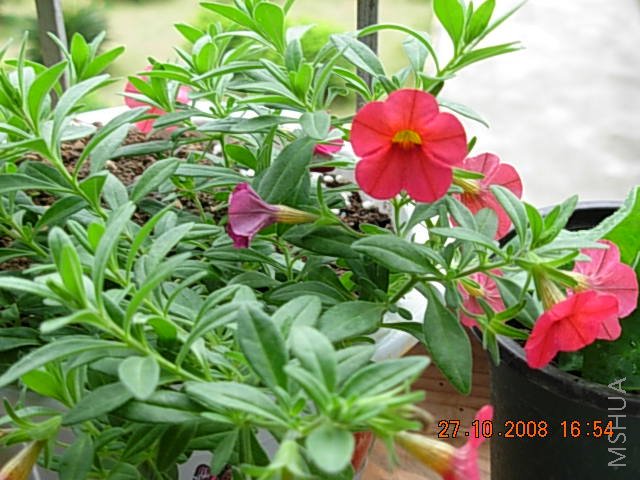 �Ƚ���ò��С��