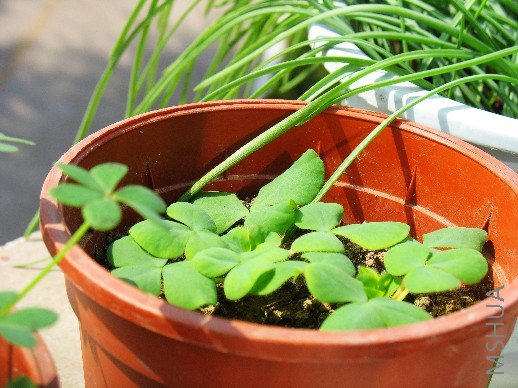 BigBull_nEO_IMG_��Ƭ 035.jpg