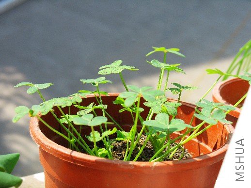 BigBull_nEO_IMG_��Ƭ 033.jpg