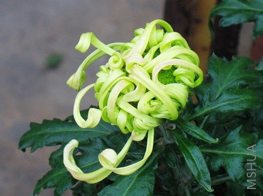 BigBull_nEO_IMG_��Ƭ 075.jpg