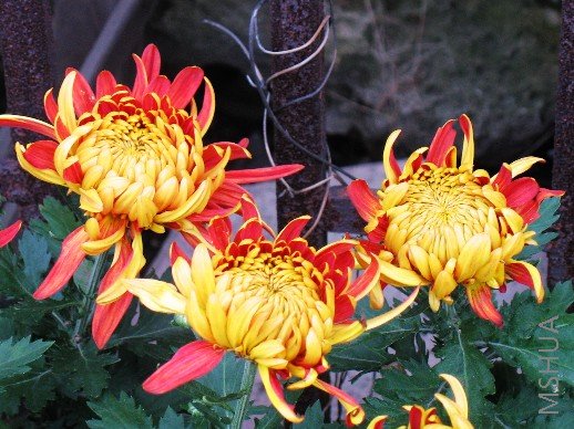 BigBull_nEO_IMG_��Ƭ 078.jpg