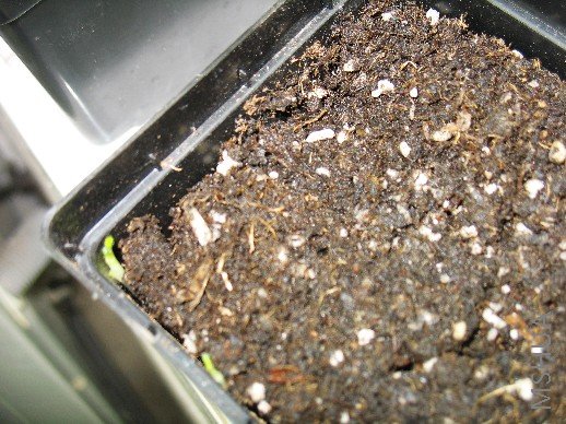 BigBull_nEO_IMG_��Ƭ 022.jpg