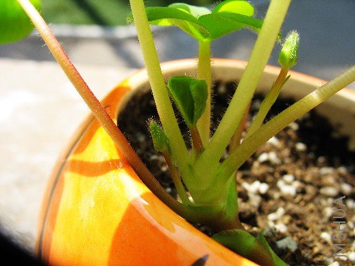 BigBull_nEO_IMG_��Ƭ 031.jpg