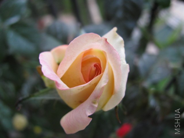 IMG_0126.JPG