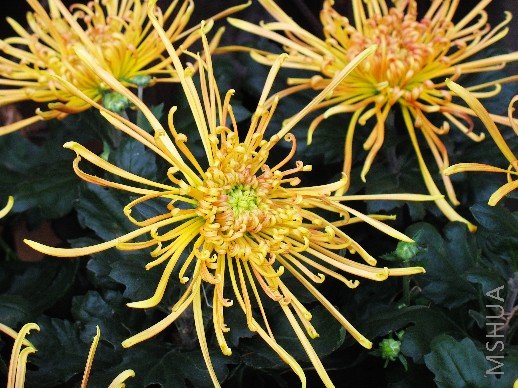 BigBull_nEO_IMG_��Ƭ 073.jpg