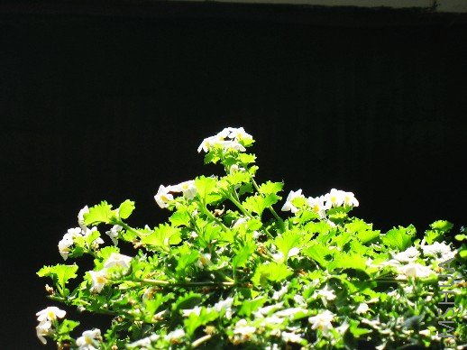 BigBull_nEO_IMG_��Ƭ 046.jpg