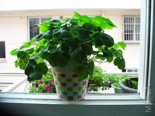 BigBull_nEO_IMG_��Ƭ 014.jpg