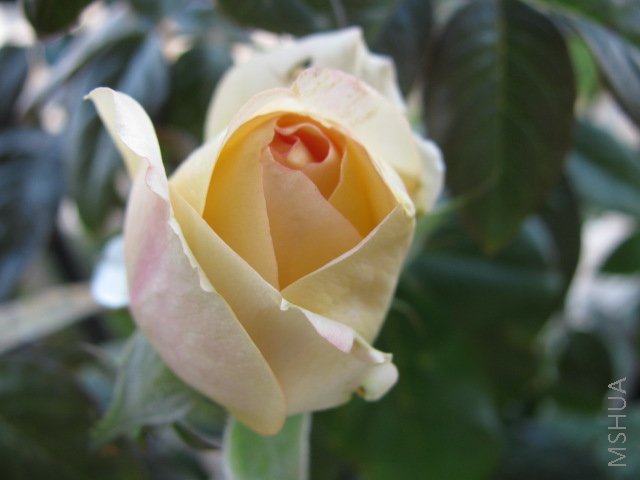 IMG_0113.JPG