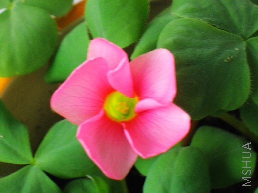 BigBull_nEO_IMG_��Ƭ 003.jpg