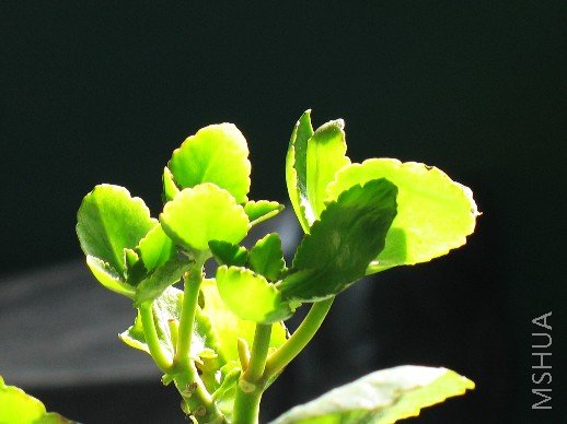 BigBull_nEO_IMG_��Ƭ 045.jpg