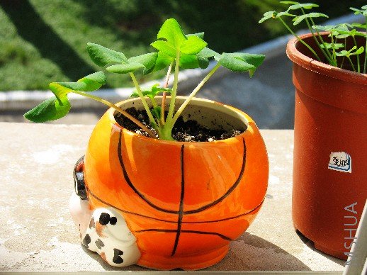 BigBull_nEO_IMG_��Ƭ 032.jpg