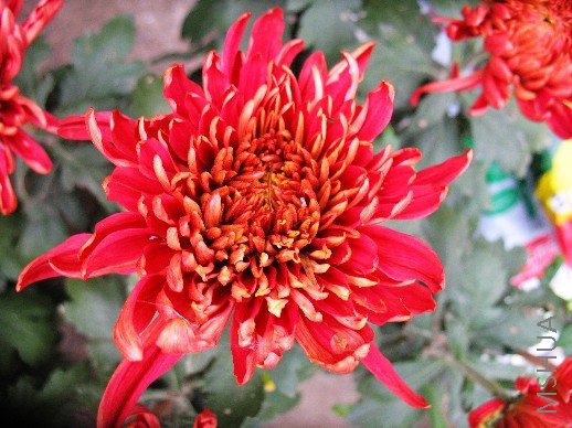 BigBull_nEO_IMG_��Ƭ 071.jpg