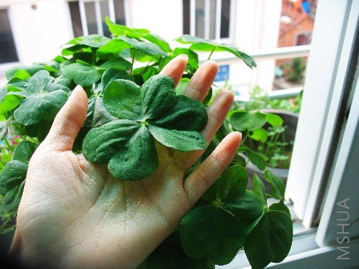 BigBull_nEO_IMG_��Ƭ 015.jpg