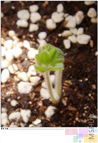 ���ڸ���Щ��