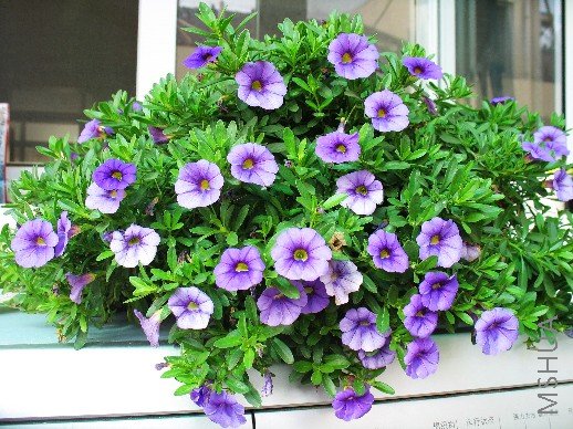 BigBull_nEO_IMG_��Ƭ 027.jpg