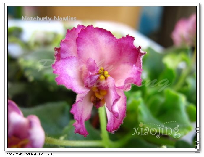 Natchurly Nawlins-2.jpg