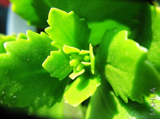 BigBull_nEO_IMG_��Ƭ 016.jpg