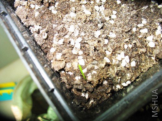 BigBull_nEO_IMG_��Ƭ 013.jpg