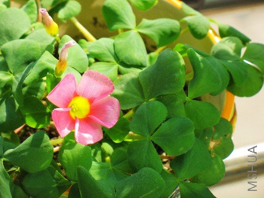 BigBull_nEO_IMG_��Ƭ 014.jpg