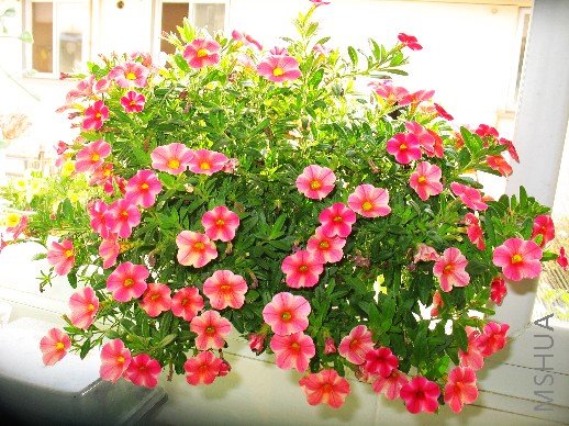 BigBull_nEO_IMG_��Ƭ 023.jpg