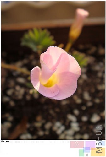 20081021parma pink3.jpg