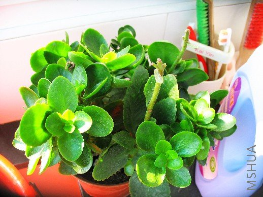 BigBull_nEO_IMG_��Ƭ 018.jpg