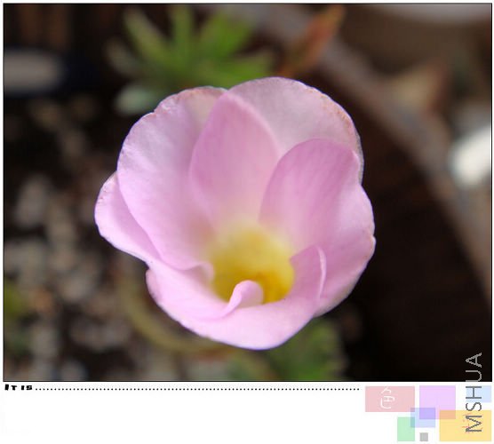 20081021parma pink.jpg