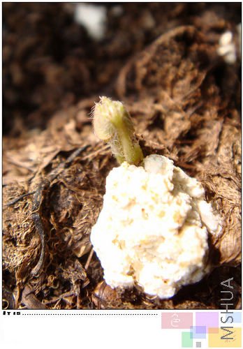 ż�ǵú����ǻ����ӣ�����ҶƬ�Ѿ�������Ƭ��