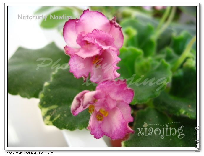 Natchurly Nawlins-1.jpg