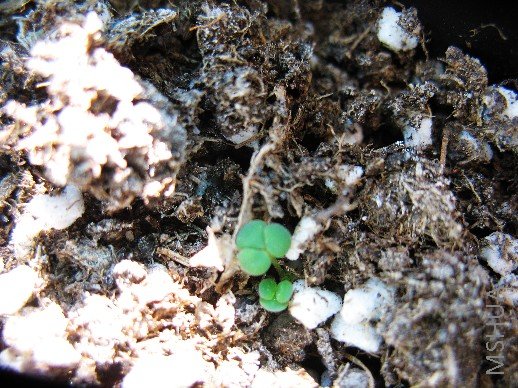 BigBull_nEO_IMG_��Ƭ 005.jpg