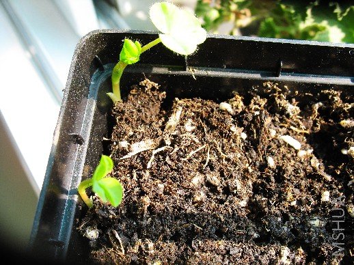 BigBull_nEO_IMG_��Ƭ 008.jpg