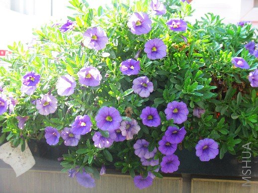 BigBull_nEO_IMG_��Ƭ 025.jpg