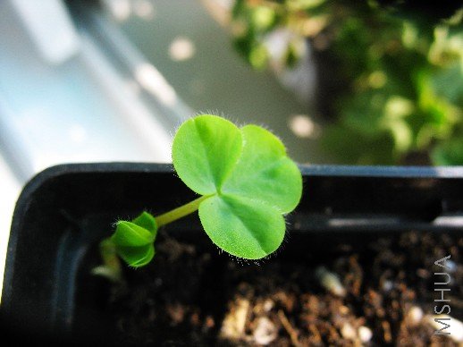 BigBull_nEO_IMG_��Ƭ 006.jpg