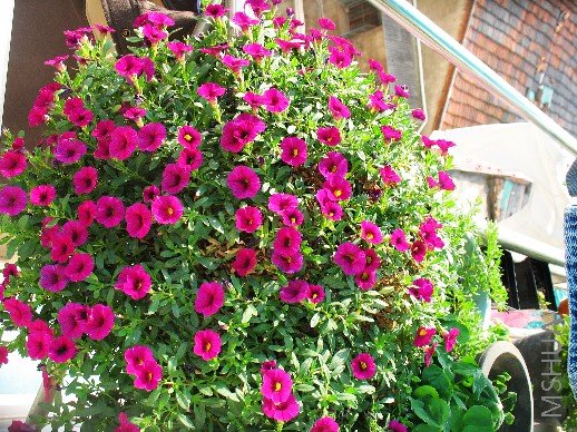 BigBull_nEO_IMG_��Ƭ 012.jpg