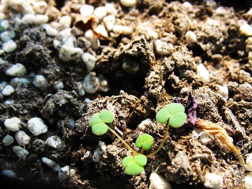 BigBull_nEO_IMG_��Ƭ 004.jpg