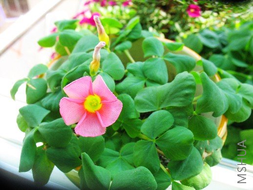 BigBull_nEO_IMG_��Ƭ 001.jpg