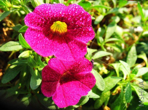 BigBull_nEO_IMG_��Ƭ 020.jpg