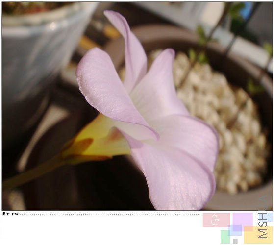 20081024parma pink.jpg