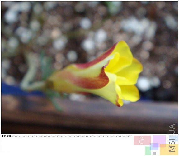 ������Լ��ֵģ���SS������ڹ�˾��