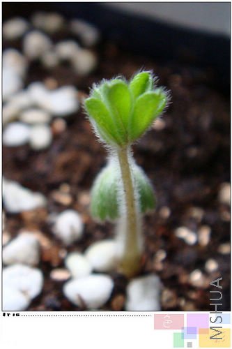 ����Щ��