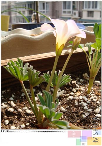 20081024parma pink1.jpg