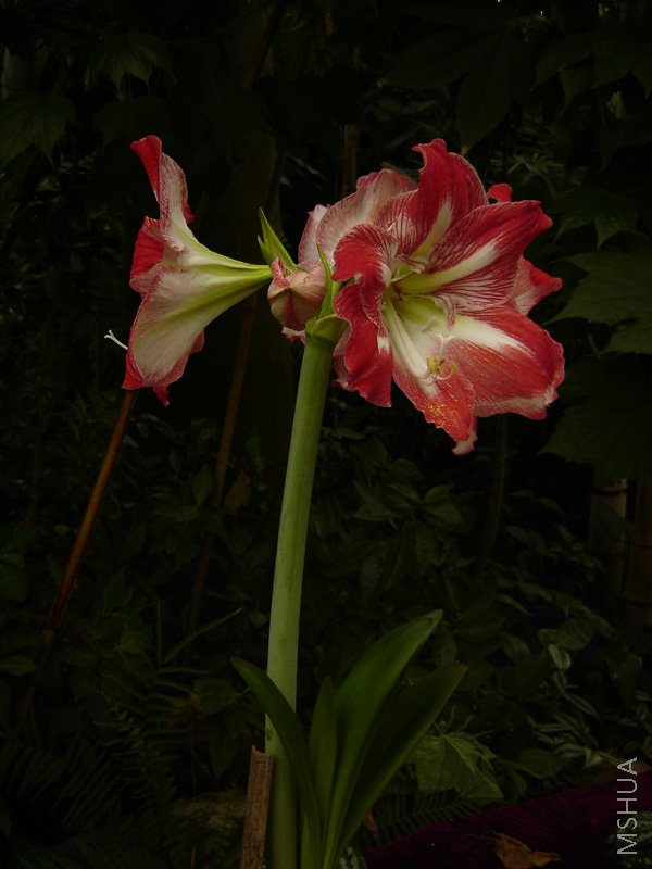 DSC05570-.jpg